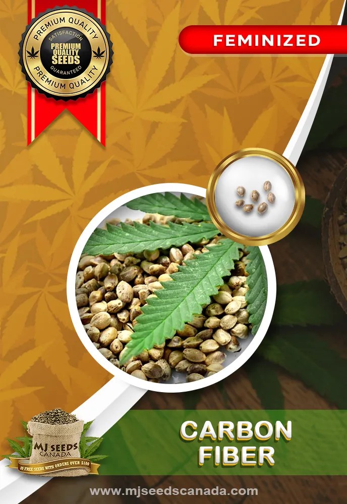 Carbon Fiber Strain Feminized Marijuana Seeds