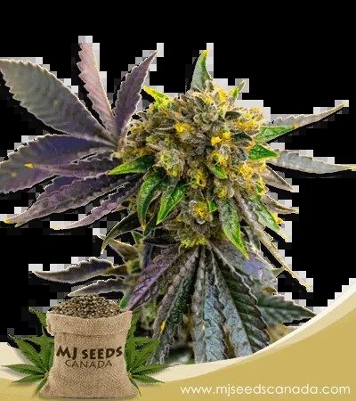 Cement Shoes Strain Feminized Marijuana Seeds