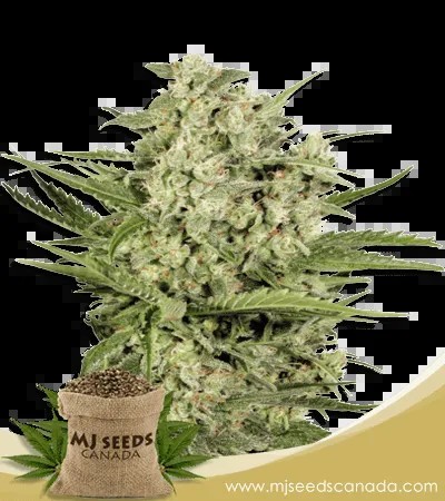 Cheese Feminized Marijuana Seeds