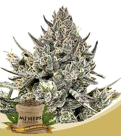 Cheeta the Hut Strain Feminized Marijuana Seeds