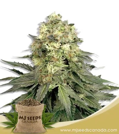 Chemdog Strain Feminized Marijuana Seeds