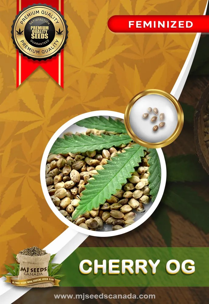 Cherry OG Strain Feminized Marijuana Seeds