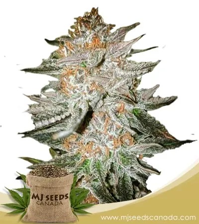 Cherry Punch Feminized Marijuana Seeds