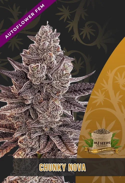Chunky Nova Strain Autoflowering Feminized Marijuana Seeds