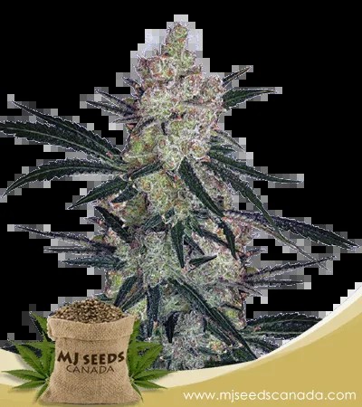 Cinderella99 Strain Feminized Marijuana Seeds