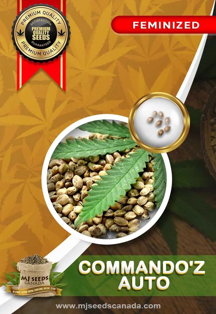 CommandO’z Auto Feminized Marijuana Seeds