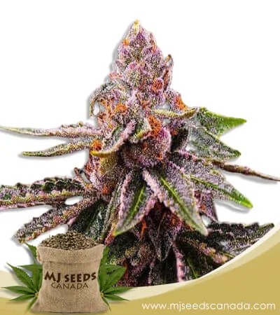 Cookie Crumble Strain Feminized Marijuana Seeds