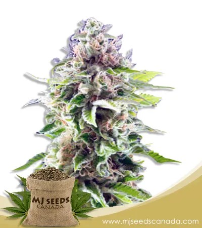 Cookie Haze Feminized Marijuana Seeds