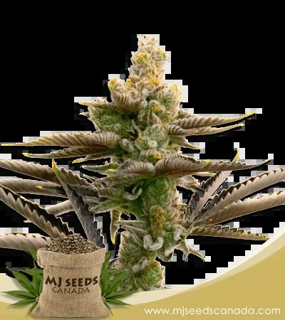 Cream Candy Strain Feminized Marijuana Seeds