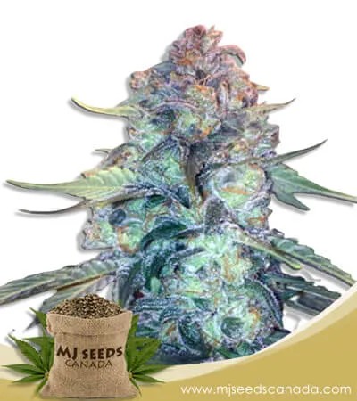 Creamsicle Feminized Marijuana Seeds