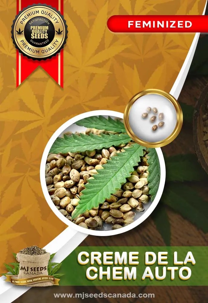 Creme de la Chem Auto Feminized Marijuana Seeds