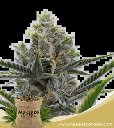Critical + 2.0 Strain Autoflowering Marijuana Seeds