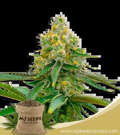 Critical 47 Strain Feminized Marijuana Seeds