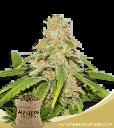 Critical Fast Bud Autoflowering Marijuana Seeds
