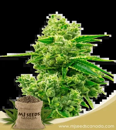 Critical Jack Strain Feminized Marijuana Seeds