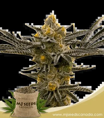 Critical Kush Feminized Marijuana Seeds