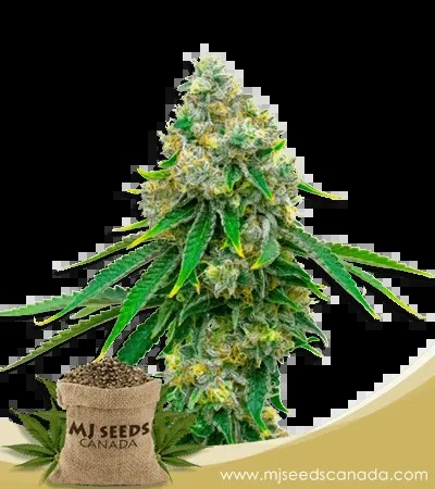 Critical Mass Strain Feminized Marijuana Seeds