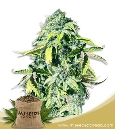 Crown Royale Strain Feminized Marijuana Seeds