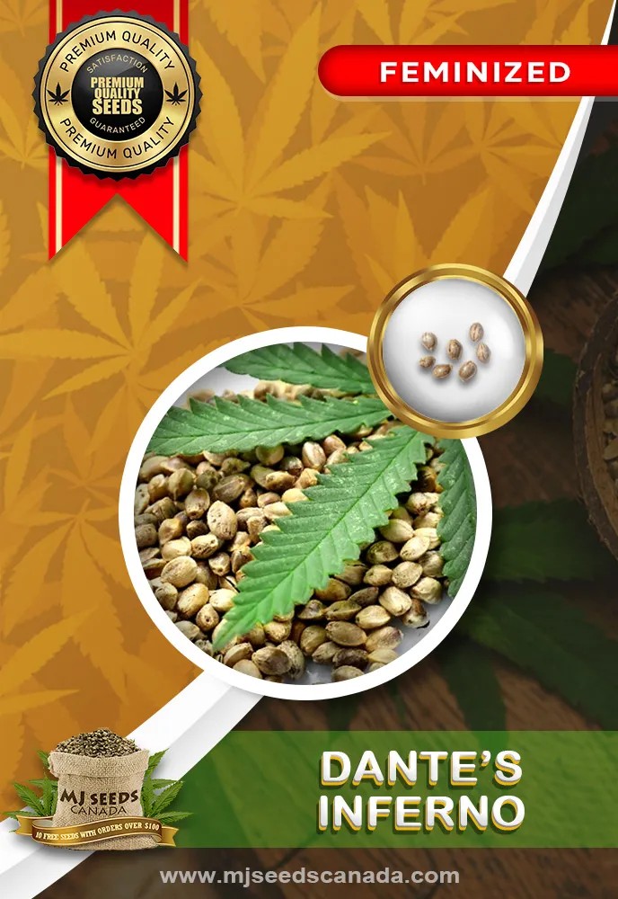 Dante’s Inferno Strain Feminized Marijuana Seeds