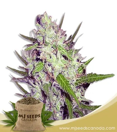 Dark Angel Strain Feminized Marijuana Seeds