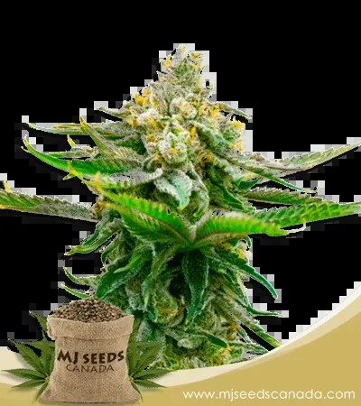 Devil XXL Strain Autoflowering Marijuana Seeds