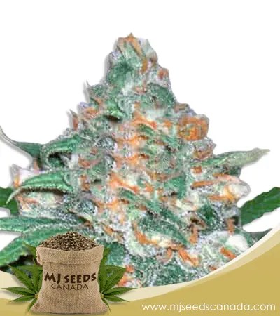 Devils Crack Strain Feminized Marijuana Seeds