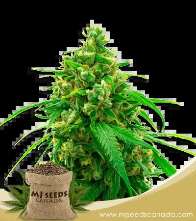 Diesel Strain Autoflowering Marijuana Seeds
