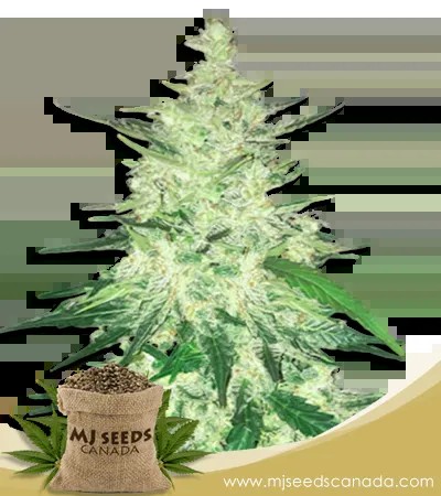 Diesel Strain CBD Marijuana Seeds