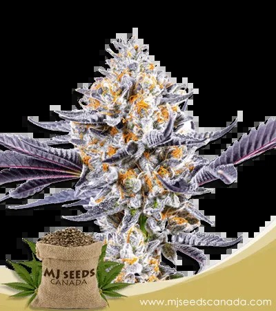 Do-si-Dos Strain Feminized Marijuana Seeds