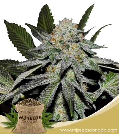 Double-Scoop Strain Feminized Marijuana Seeds