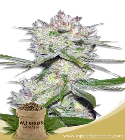Dutch Crunch Strain Feminized Marijuana Seeds