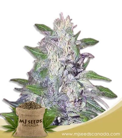 Dwarf King Strain Feminized Marijuana Seeds