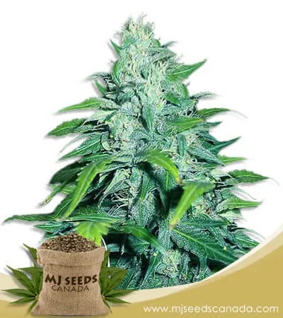 Dwarf Low Flyer Strain Autoflowering Marijuana Seeds