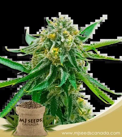 Early Skunk Strain Feminized Marijuana Seeds