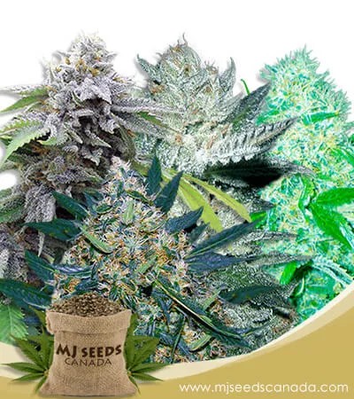 Fem Mix Strain Marijuana Seeds