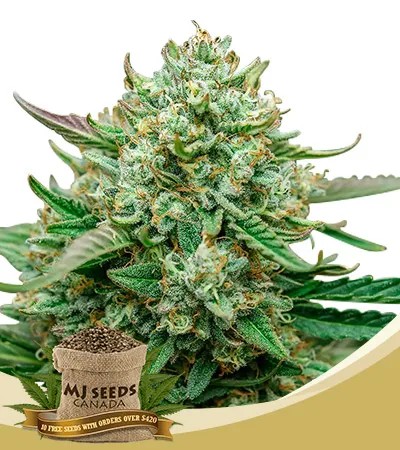 Froot by the Foot Strain Autoflowering Feminized Marijuana Seeds