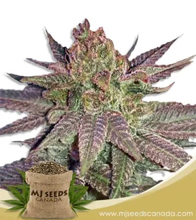 Fruit Circles Strain Feminized Marijuana Seeds