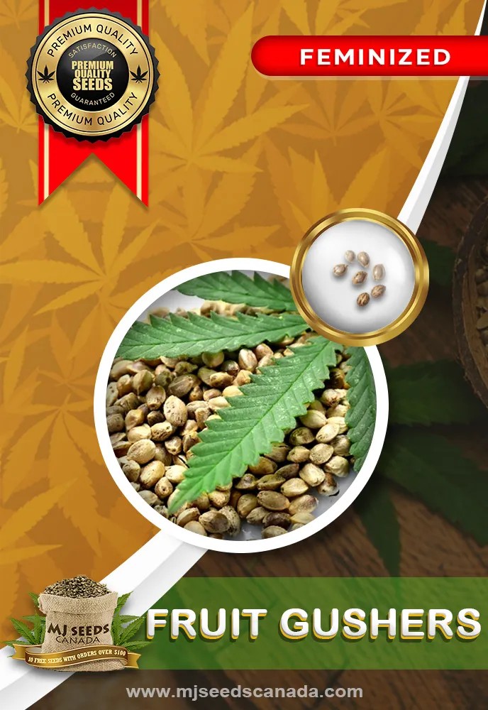 Fruit Gushers Strain Feminized Marijuana Seeds
