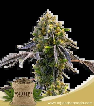 Fruit Strain Autoflower Marijuana Seeds