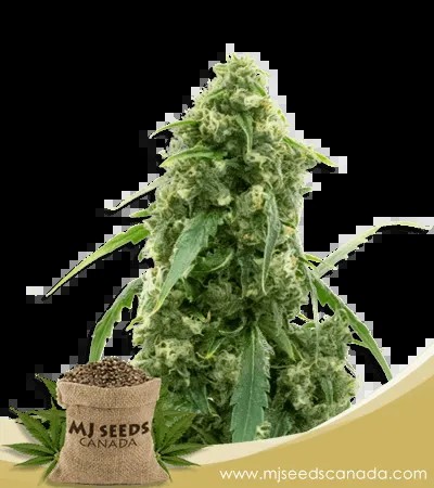 G13 Strain Autoflowering Marijuana Seeds