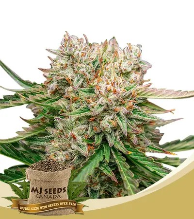 GMO OG Strain Autoflowering Feminized Marijuana Seeds