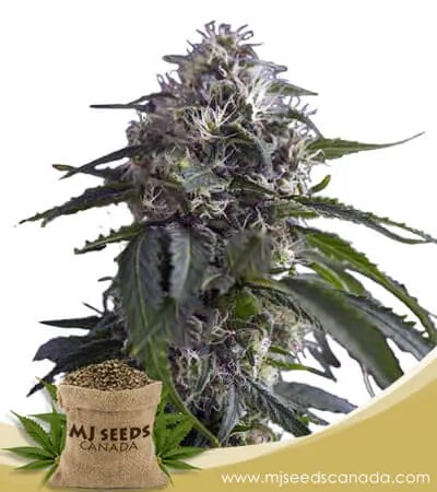Galaxy Strain Feminized Marijuana Seeds
