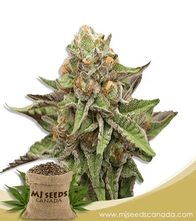 Gelato Strain Feminized Marijuana Seeds