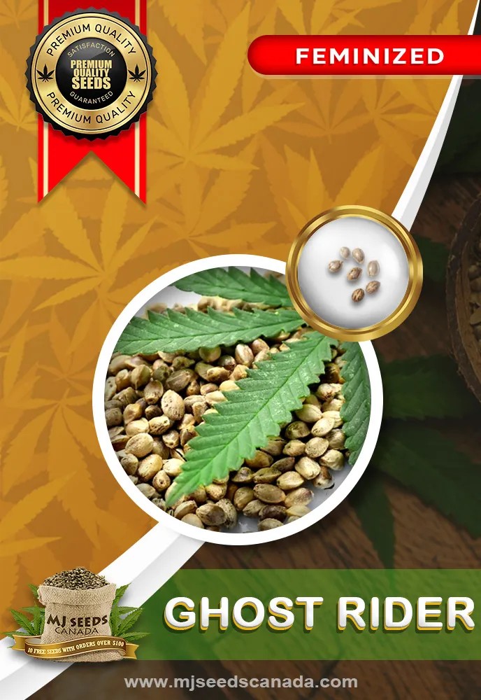 Ghost Rider Strain Feminized Marijuana Seeds