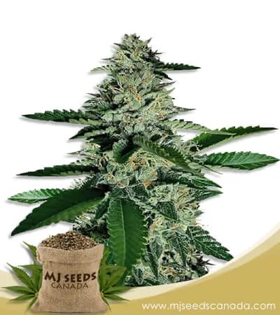Ghost Train Haze Feminized Marijuana Seeds