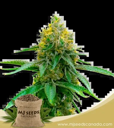Girl Scout Cookies Strain Autoflowering Marijuana Seeds