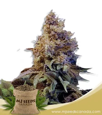 God’s Gift Strain Feminized Marijuana Seeds