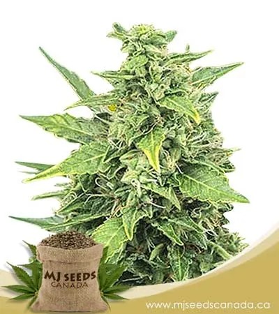 Godzilla Glue Strain Feminized Cannabis Seeds