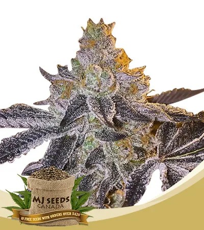 Gopher Glue Strain Fast Version Feminized Marijuana Seeds