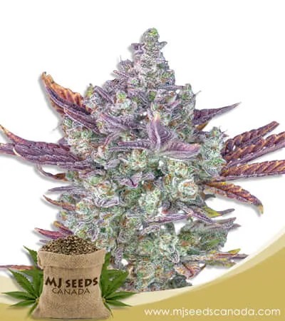 Gorilla Chip Strain Feminized Marijuana Seeds